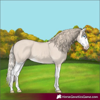 Horse Color:Smoky Creme Splash 