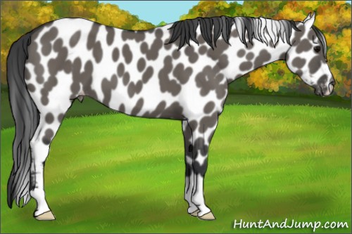 Horse Color:Grullo Appaloosa 