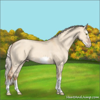 Horse Color:Silver Classic Champagne Dun Splash Frame 