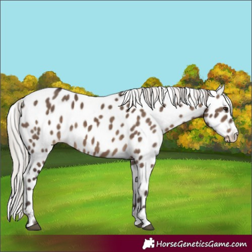 Horse Color:Silver Brown Dun Leopard