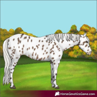 Horse Color:Silver Brown Dun Leopard