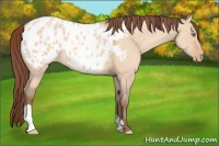 Horse Color:Amber Champagne Dun Appaloosa 