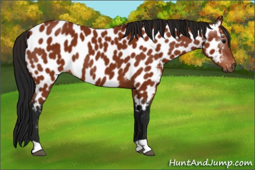 Horse Color:Gray Bay Appaloosa 