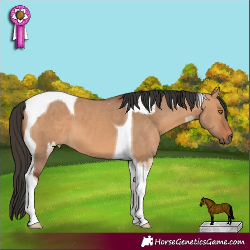 Horse Color:Amber Champagne Dun Tobiano Appaloosa  and Bay Dun Tobiano 