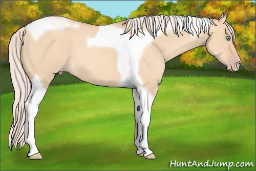 Horse Color:Silver Amber Champagne Dun Tobiano 