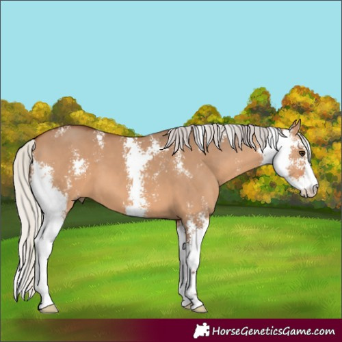 Horse Color:Silver Bay Dun Sabino 