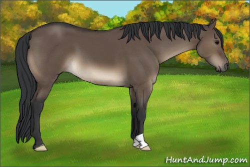 Horse Color:Brown Dun