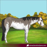 Horse Color:White Spotted Brown Dun 