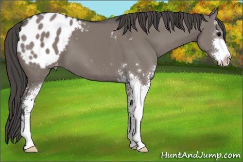 Horse Color:Grullo Sabino Appaloosa 