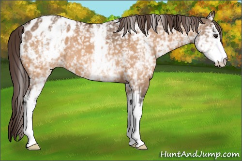 Horse Color:White Spotted Bay Dun Appaloosa 