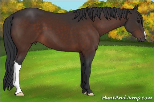 Horse Color:Brown 