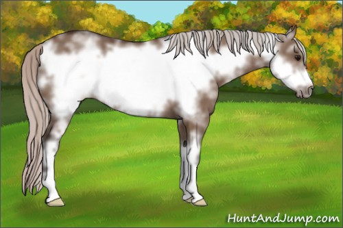 Horse Color:White Spotted Silver Brown Dun Frame