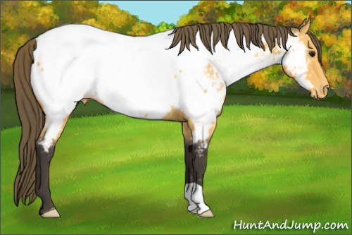 Horse Color:Buckskin Appaloosa 