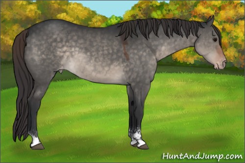 Horse Color:Brown Dun Mushroom Sabino Appaloosa 