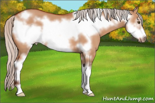 Horse Color:Silver Bay Dun Sabino Frame 