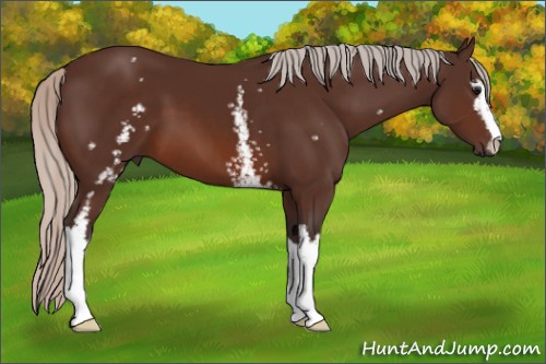 Horse Color:White Spotted Silver Brown Sabino 