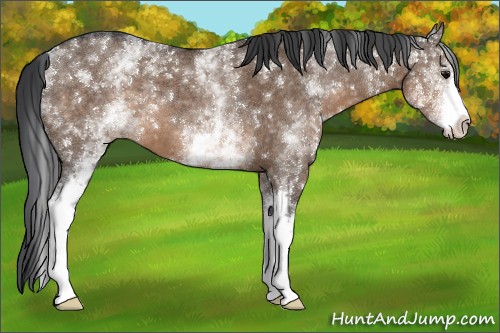 Horse Color:White Spotted Brown Dun 