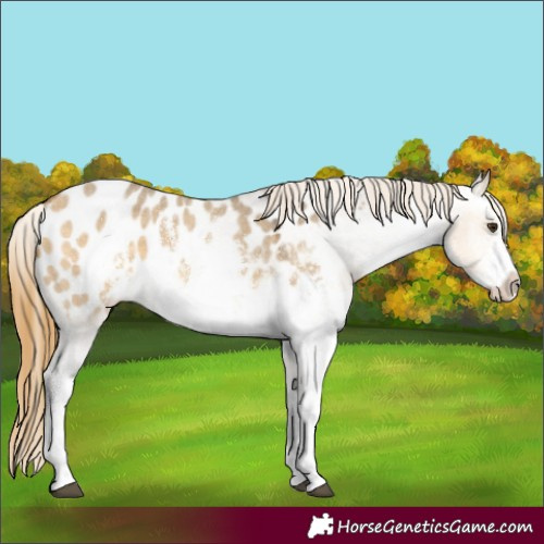 Horse Color:White Spotted Buckskin Dun Sabino Appaloosa 