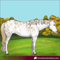 Horse Color:White Spotted Buckskin Dun Sabino Blanket 