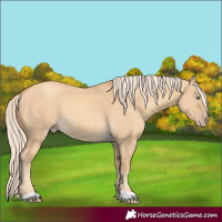 Horse Color:Gold Cream Champagne Dun 