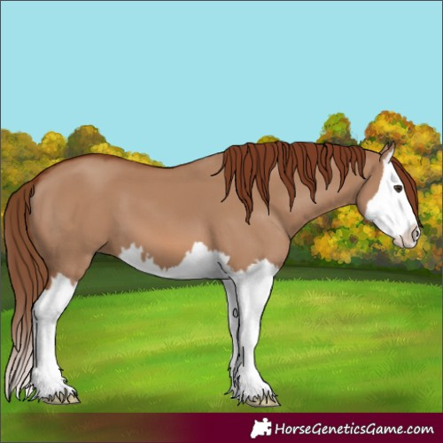 Horse Color:Red Dun Splash