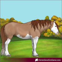 Horse Color:Red Dun Splash 