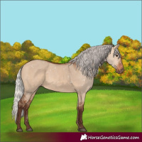 Horse Color:Silver Bay Dun 