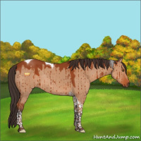 Horse Color:Brown Dun Tobiano Rabicano Brindle 