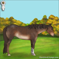 Horse Color:Liver Chestnut Sabino Tobiano Rabicano 