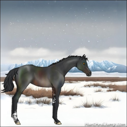 Horse Color:Brown Sabino 