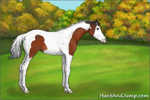 Horse Color:Brown Splash Tobiano 