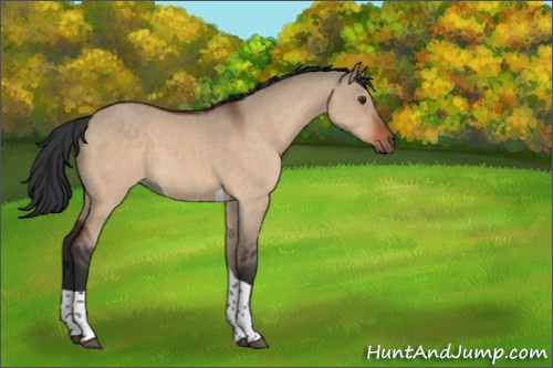 Horse Color:Brown Dun Tobiano 