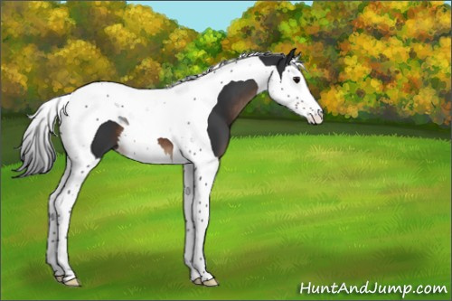 Horse Color:Brown Splash Tobiano 