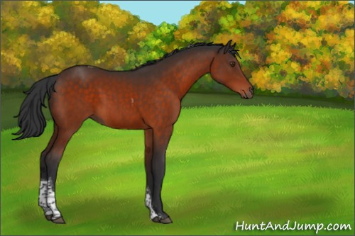 Horse Color:Brown Tobiano Rabicano 
