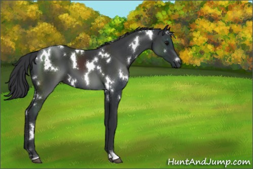 Horse Color:White Spotted Black