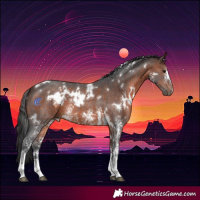 Horse Color:White Spotted Brown Sabino
