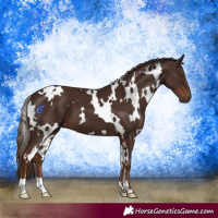 Horse Color:White Spotted Liver Chestnut 