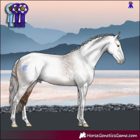 Horse Color:Gray Bay Pearl Tobiano 