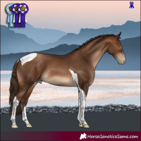 Horse Color:Gray Bay Pearl Tobiano 