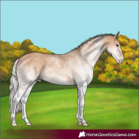 Horse Color:White Spotted Silver Bay Dun Rabicano 