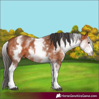 Horse Color:White Spotted Bay 
