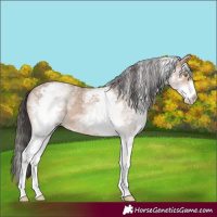 Horse Color:White Spotted Sable Champagne Rabicano