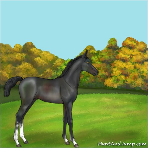 Horse Color:Brown Sabino 