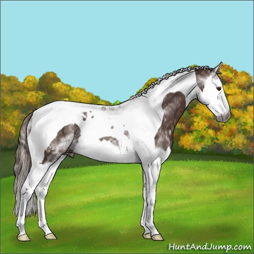 Horse Color:Gray White Spotted Chestnut Splash Tobiano Rabicano 