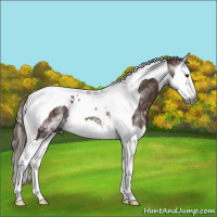 Horse Color:Gray White Spotted Chestnut Splash Tobiano Rabicano 