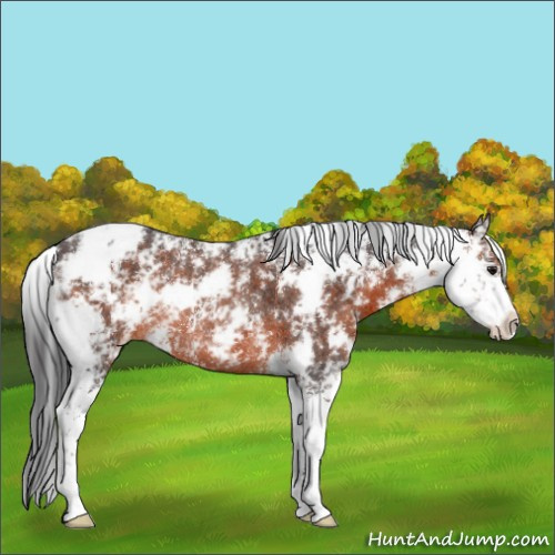 Horse Color:Brown Sabino Rabicano
