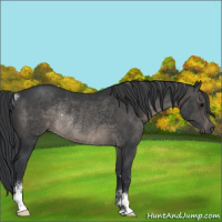 Horse Color:Black Sabino Rabicano 