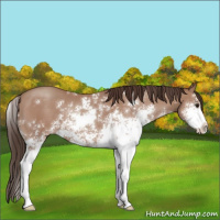 Horse Color:Classic Champagne Sabino 