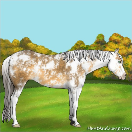 Horse Color:Buckskin Dun Sabino 