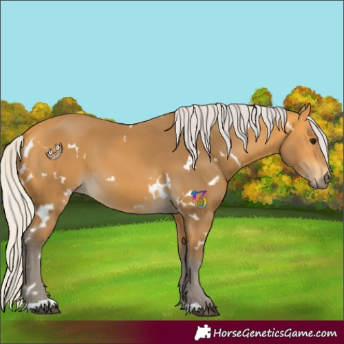 Horse Color:White Spotted Silver Buckskin